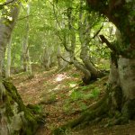  Nella faggeta di Palanfrè 